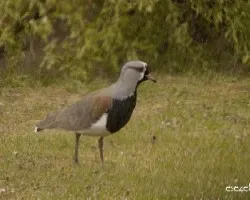 Vanellus chilensis