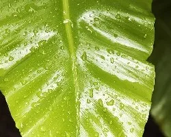 Asplenium nidus