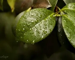 Camellia sinensis