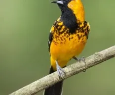 Icterus pectoralis