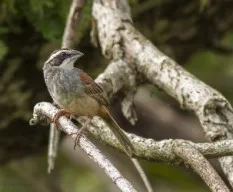 Peucaea ruficauda