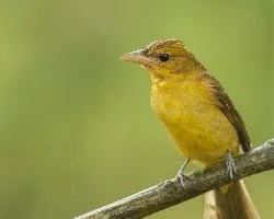 Piranga rubra