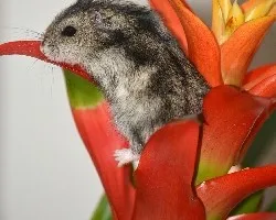 Flor del hámster