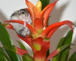 Flor del hámster