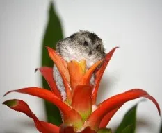 Flor del hámster