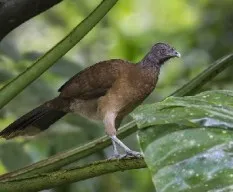 Ortalis cinereiceps