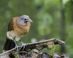 Ortalis cinereiceps