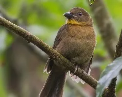 Habia fuscicauda