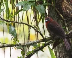 Habia fuscicauda