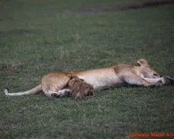 Panthera leo