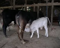 Corral