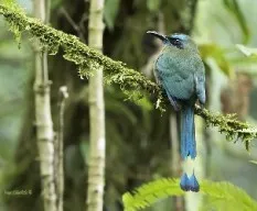 Keel-billed motmot