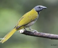 Buff-throated saltator
