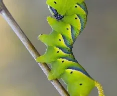 Acherontia atropos