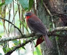 Habia fuscicauda