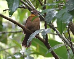Habia fuscicauda