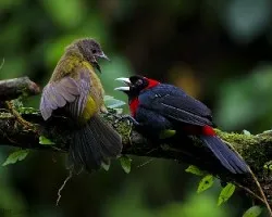 Ramphocelus sanguinolentus