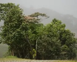 Miconia dodecandra