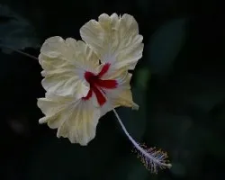 Hibicus