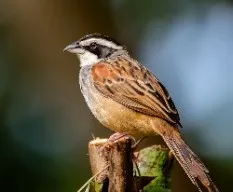 Aimophila ruficauda
