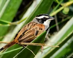 Aimophila ruficauda