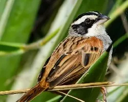 Aimophila ruficauda