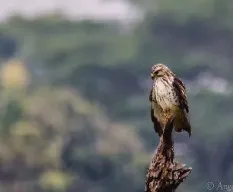 Buteo jamaicensis