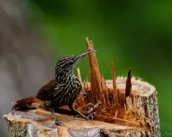 Lepidocolaptes souleyetii