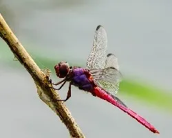 Libelulas