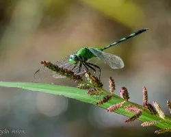 Libelulas