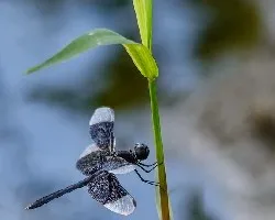 Libelulas