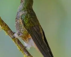 Metallura williami