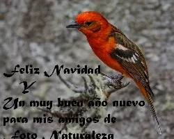 Piranga bidentata