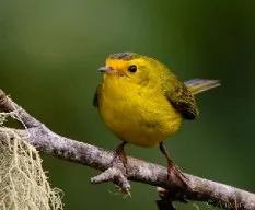 Cardellina pusilla