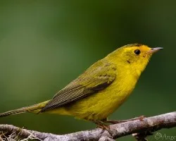 Cardellina pusilla
