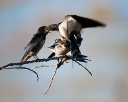 Hirundo rustica