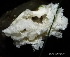 Phallus impudicus