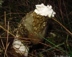 Phallus impudicus