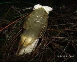 Phallus impudicus