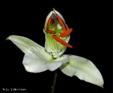 Lilium