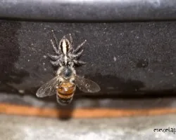 Araña y abeja