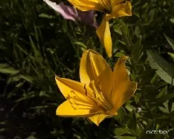 Lilium