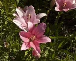 Lilium