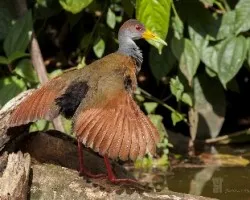 Aramides cajanea