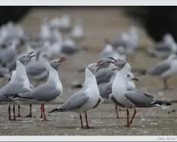 Chroicocephalus cirrocephalus