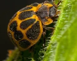 Epilachna tenax