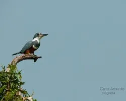 Megaceryle torquata