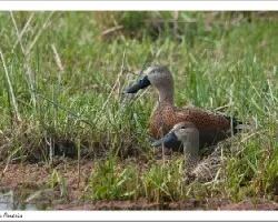 Anas platalea