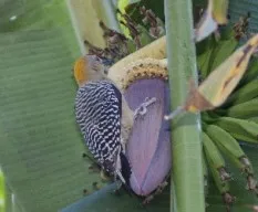 Melanerpes hoffmannii