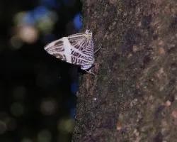 Mariposa 
